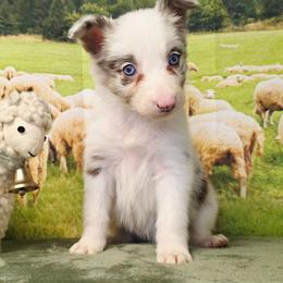 Cloud - White and red merle female Border Collie puppy in Avilla, Indiana from Borderline Kennels