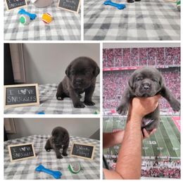 Lime green collar male - Gray male Cane Corso puppy in Westerville, Ohio from Elite Empire Cane Corso