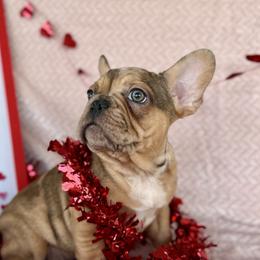 Richard - Sable male Assorted Doodle Crosses puppy in Wilburton, Oklahoma from Wild J Frenchies