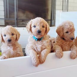 Goldendoodle and Poodle Puppies from Great Doodles & Poodles