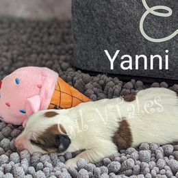 Coton de Tulear Puppies from Gil-VTales