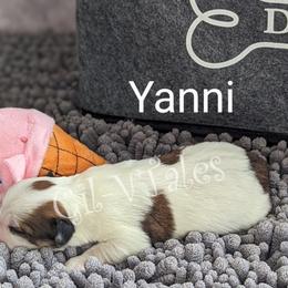 Coton de Tulear Puppies from Gil-VTales
