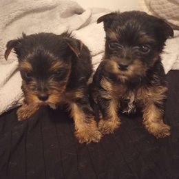 Yorkshire Terriers from Krone's Kennel