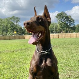 Amara - Doberman Pinscher