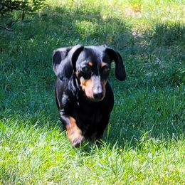 Dottie - Dachshund
