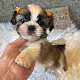 AKC Rosie - Champion Bloodline - Tricolor female Shih Tzu puppy in Long Beach, California from Prieto Shih-Tzu's