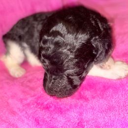 Ivy - Parti female Poodle puppy in Meadowbrook, California from Standard Poodle Pups