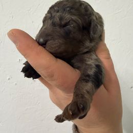 Frosty - Merle female Goldendoodle puppy in Windsor, Colorado from Front Range Family Doodles