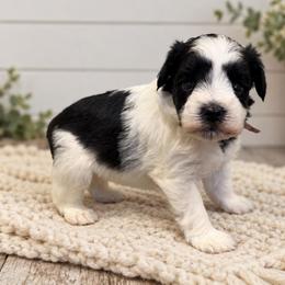 Maisie - Parti female Miniature Schnauzer puppy in Magalia, California from NorCal Schnauzers