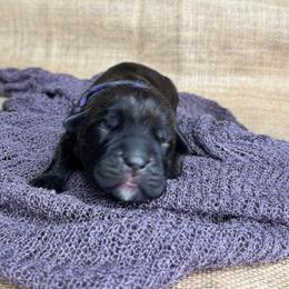 Purple-Black collar - Black brindle female Cane Corso puppy in Beech Island, South Carolina from Relic Cane Corso