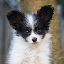 Darya - White black and tan female Papillon puppy in Boardman, Ohio from Taliaferro Kennel
