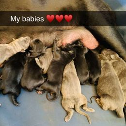 Cane Corso Puppies from Far From Average Kennels