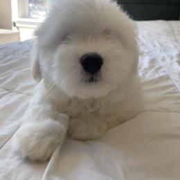 Coton de Tulear Puppies from Polar Pup Cotons