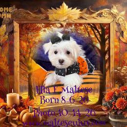 Ella - White female Maltese puppy in Silverhill, Alabama from Malteseuluv’s Tiny Treasurers