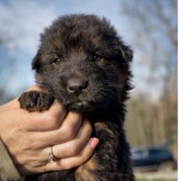 Ansel - Black and red male German Shepherd puppy in Lexington, Virginia from Stahlhaus ( Previously Buffelbach Farmstead Shepherds)
