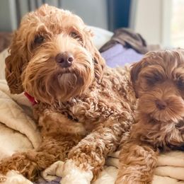 Australian Labradoodles from Robinson Acres Doodles