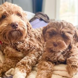 Australian Labradoodles from Robinson Acres Doodles