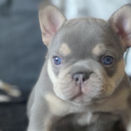 Colt - French Bulldog puppy in League City, Texas from Baby Bear Frenchies