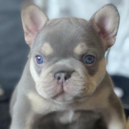 Colt - French Bulldog puppy in League City, Texas from Baby Bear Frenchies