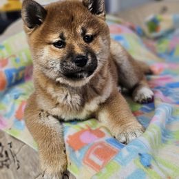 Girl 1 - Shiba Inu puppy in Jamestown, Tennessee from Royal Kennels