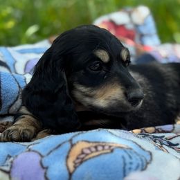 Dachshund Puppies from Ultimate_Doxies