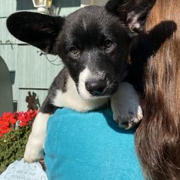 Ducky - Black and white male Cardigan Welsh Corgi puppy in Brookings, Oregon from Dragonfly Cardigans