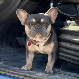 French Bulldogs from Sling Shot Frenchies