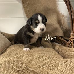Girl 9 - Miniature American Shepherd puppy in Eclectic, Alabama from Solid Rock Miniature American Shepherds