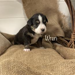 Girl 9 - Miniature American Shepherd puppy in Eclectic, Alabama from Solid Rock Miniature American Shepherds