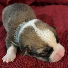 Pembroke Welsh Corgi puppies from Shenandoah Corgis