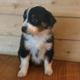 Miniature Australian Shepherd Puppies from Happy-Go-Lucky Homestead