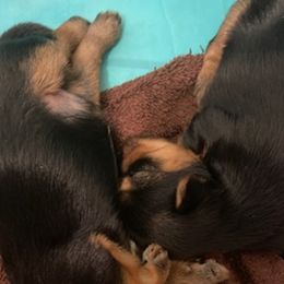 Yorkshire Terriers from Breeona's Yorkshire Terriers