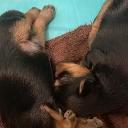 Yorkshire Terriers from Breeona's Yorkshire Terriers