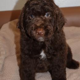Scrumdiddlyumptious - Brown male Bernedoodle puppy in Ohio from Moore Doodles