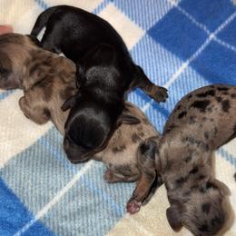 Girl chocolate dapple - Dapple female Dachshund puppy in Sumrall, Mississippi from JP’s Dachshunds