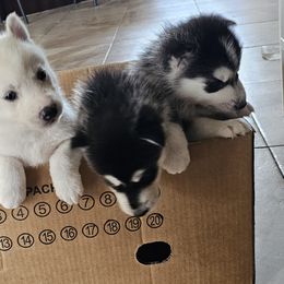 Pomsky Puppies from Peoria Pomskies