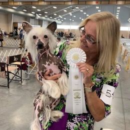 Evie - Chinese Crested