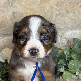 Aussiedoodle Puppies from Doodles by Dada