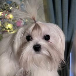 Girl Puppy  - Pumpkin - Maltese puppy from Blossoming Gem’s Maltese
