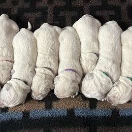 Berea - Light golden female Golden Retriever puppy in Adair, Oklahoma from Rejoice Retrievers