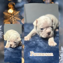 Parmesan - Seal and white male Boston Terrier puppy in Brazos Point, Texas from TX Southern Belle Bostons