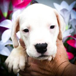 Pink collar (Ersa) - White female Dogo Argentino puppy in San Diego, California from Debonair Dogos