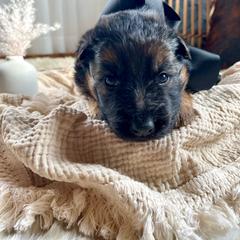Black Collar Female - Black and red German Shepherd puppy in Saint Louis, Michigan from drei Stränge German Shepherds