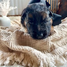 Black Collar Female - Black and red German Shepherd puppy in Saint Louis, Michigan from drei Stränge German Shepherds