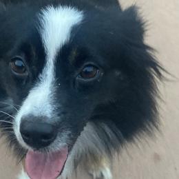 Aussiedoodles, Australian Shepherds, and Poodles from Big Mama’s Beauties
