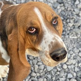 Basset Hounds from Beales Butte Bassets