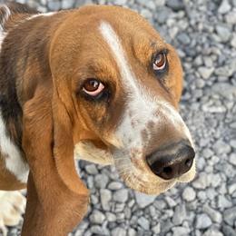 Basset Hounds from Beales Butte Bassets