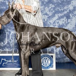 Uno - Great Dane