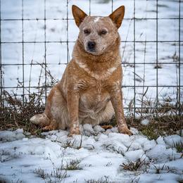 Ooopsie - Australian Cattle Dog
