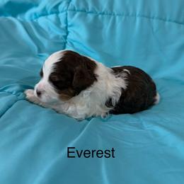 Everest - Tri-color male Bernedoodle puppy in Horseshoe Bend, Idaho from Over the Moon Poodles and Doodles